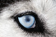 Photo: husky husky