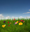 Photo: Beautiful meadow with flowers Beautiful meadow with flowers