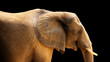 Foto: HDR African Elephant isolated on black background HDR African Elephant isolated on black background