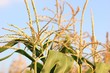 corn corn