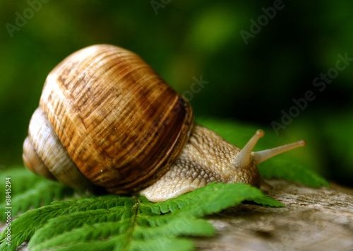 snail in natural