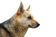 german shepherd isolated on white background