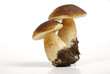 mushrooms family on white background