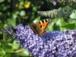 English Country Garden