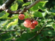 Groseilles