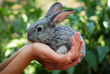 grey rabbit in hand