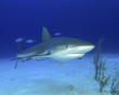 Reef Shark 3