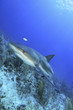 Reef Shark 2