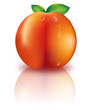 Beautiful fresh peach