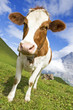 Brown and white cow in the Swiss Alps Brown and white cow in the Swiss Alps