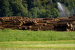 bewässteres Holz 3