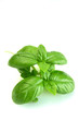 Fresh basil on white background