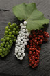 Vendemmia tricolore