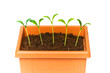 Green saplings growing in the clay pot