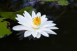 Tropical single white water lily in middle of remote pond .