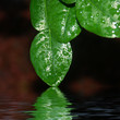 feuille de combava dans l'eau