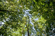 Cîme des arbres de la fôret