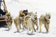 Dogsledding with Huskies in Swiss Alps, Switzerland Dogsledding with Huskies in Swiss Alps, Switzerland