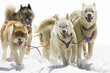 Dogsledding with Huskies in Swiss Alps, Switzerland Dogsledding with Huskies in Swiss Alps, Switzerland
