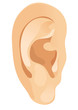 The human ear. Vector illustration The human ear. Vector illustration