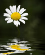 Single daisy in high contrast with reflective water