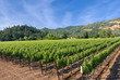 A vineyard in the wine growing region of Napa in California.