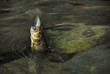 Pêche à la truite en rivière