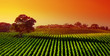 Beautiful Vineyard Landscape with large gum tree Beautiful Vineyard Landscape with large gum tree