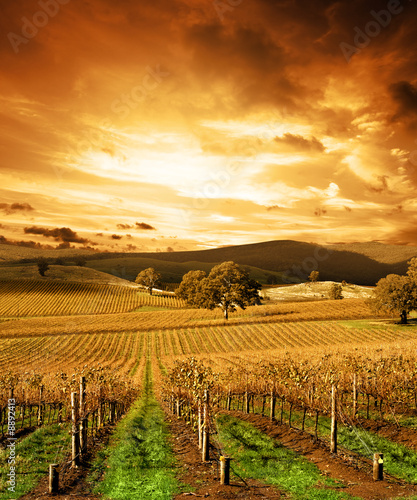 Autumn Sunset over vineyard Autumn Sunset over vineyard