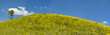 Year solar landscape, flowering hill, Rossiya, panorama