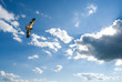 Soaring immature bald eagle