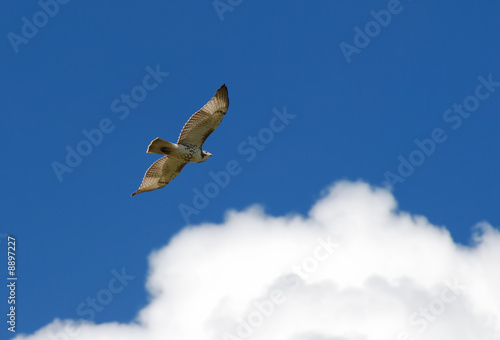 Photo: Red-tail hawk soaring through the clear blue sky Red-tail hawk soaring through the clear blue sky
