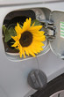Sunflower in car fuel tank - Bio-fuel concept