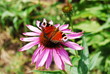 Blüte mit Schmetterling