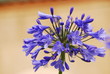 Agapanthus