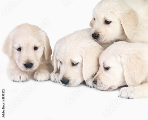 Cute Young labrador Puppies