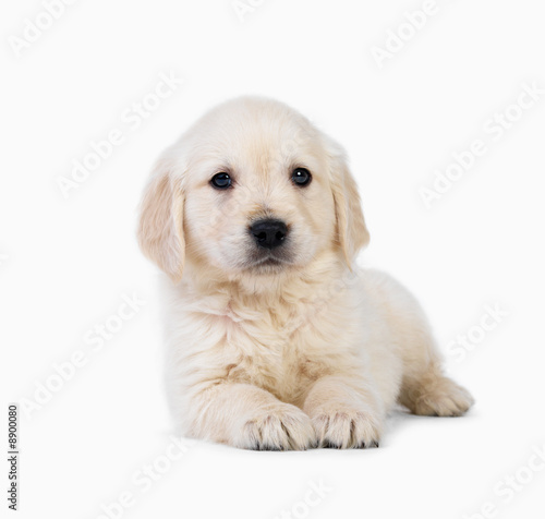 cute yellow labrador puppy. under Cute+labrador+puppy+
