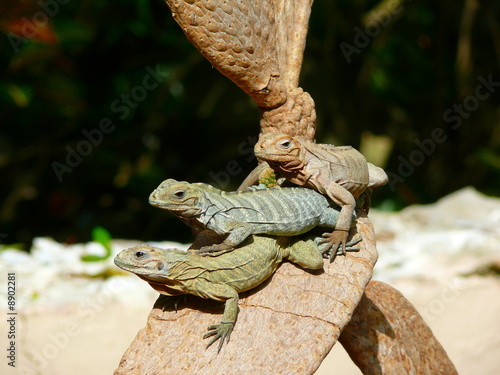 Iguana