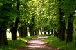 waldweg
