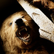 grizzly