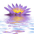 fleur mauve de nymphéa