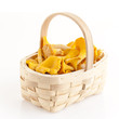 fresh golden chanterelles piled on the table fresh golden chanterelles piled on the table