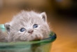 close up portrait of grey kitty sitting in the plate