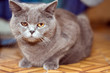 grey cat with orange eyes