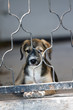 little puppy behind fence