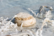salt of Dead sea Israel