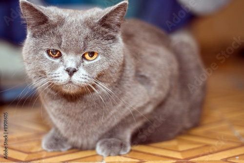 Photo: grey cat with orange eyes grey cat with orange eyes