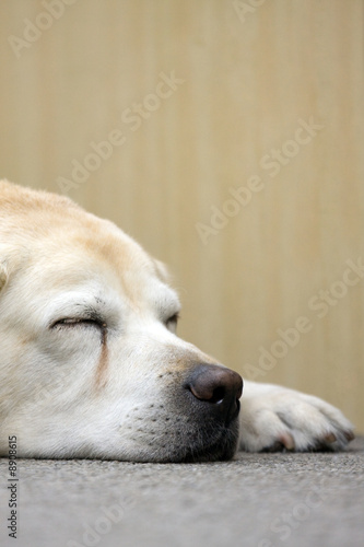 Photo: sleeping dog sleeping dog