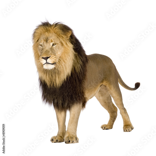 Lion (4 and a half years) in front of a white background