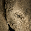 elephant elephant